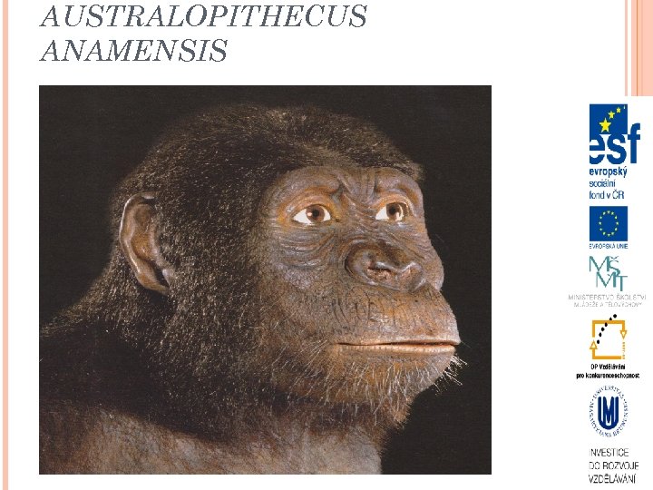 AUSTRALOPITHECUS ANAMENSIS 