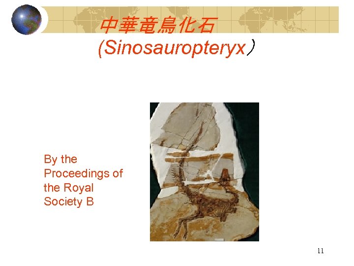 中華竜鳥化石 (Sinosauropteryx） By the Proceedings of the Royal Society B 11 