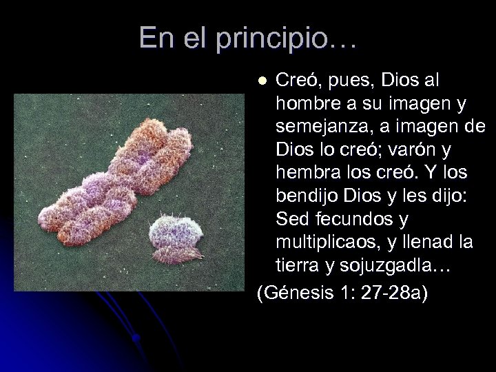 En el principio… Creó, pues, Dios al hombre a su imagen y semejanza, a