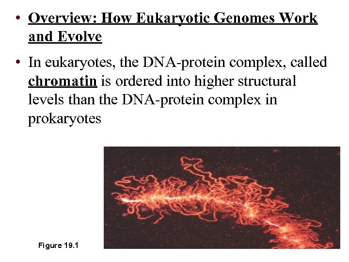  • Overview: How Eukaryotic Genomes Work and Evolve • In eukaryotes, the DNA-protein