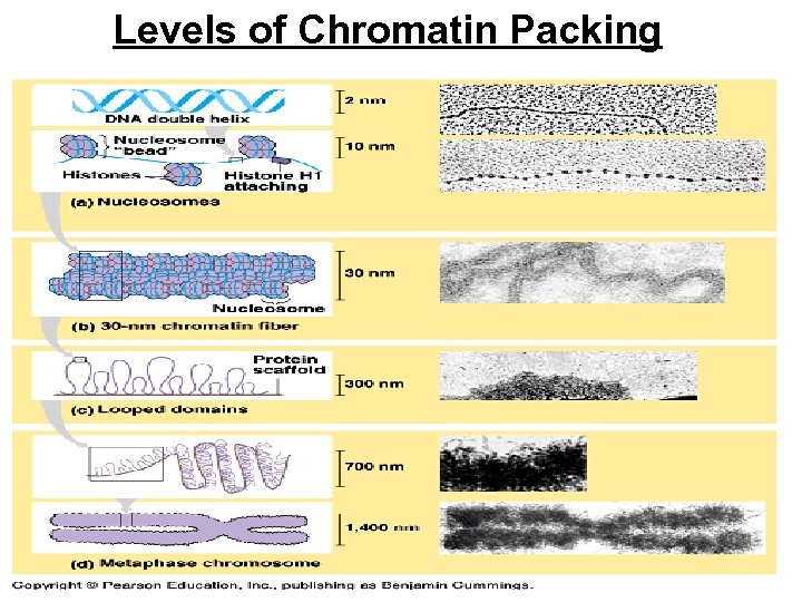 Levels of Chromatin Packing 