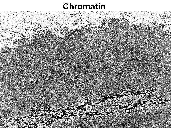 Chromatin 