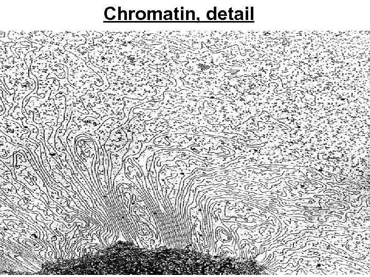 Chromatin, detail 