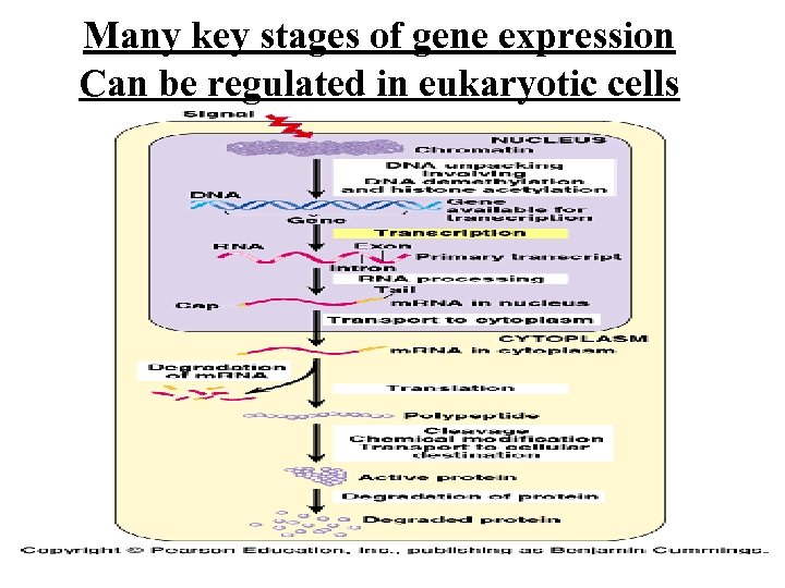 Many key stages of gene expression Can be regulated in eukaryotic cells 