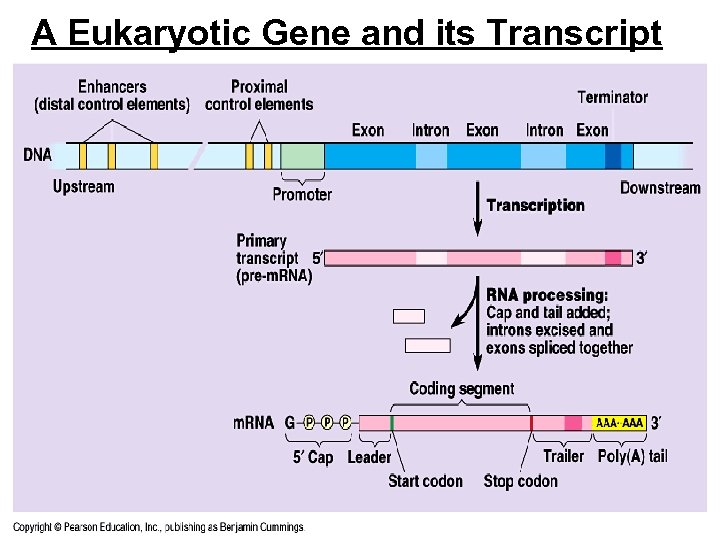 A Eukaryotic Gene and its Transcript 