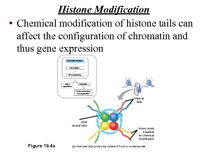 Histone Modification • Chemical modification of histone tails can affect the configuration of chromatin