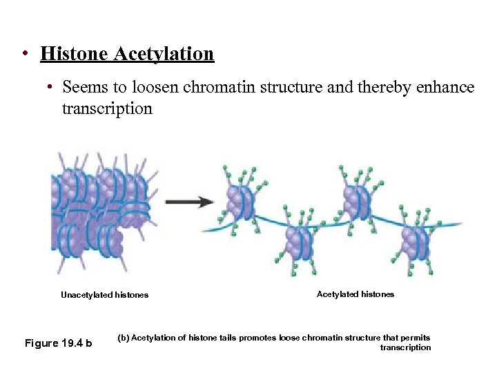  • Histone Acetylation • Seems to loosen chromatin structure and thereby enhance transcription