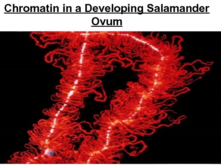 Chromatin in a Developing Salamander Ovum 