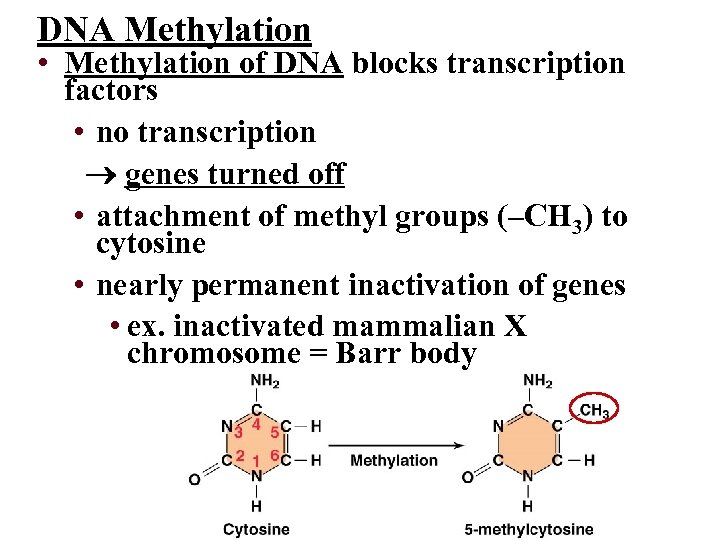 DNA Methylation • Methylation of DNA blocks transcription factors • no transcription genes turned