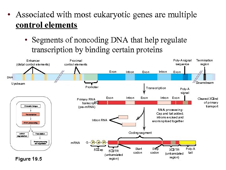  • Associated with most eukaryotic genes are multiple control elements • Segments of