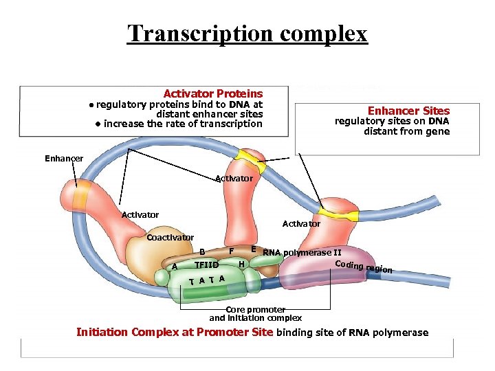 Transcription complex Activator Proteins • regulatory proteins bind to DNA at Enhancer Sites distant