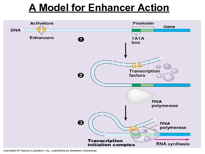 A Model for Enhancer Action 