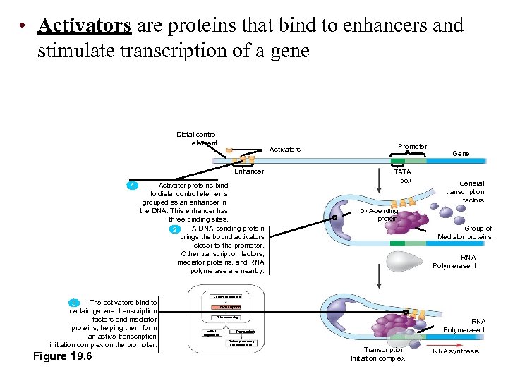  • Activators are proteins that bind to enhancers and stimulate transcription of a