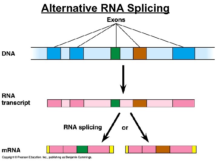 Alternative RNA Splicing 