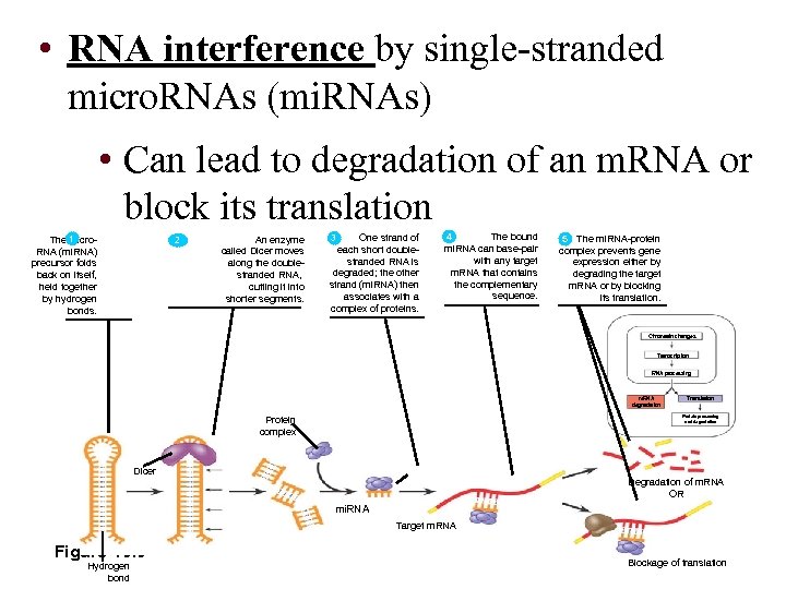  • RNA interference by single-stranded micro. RNAs (mi. RNAs) • Can lead to