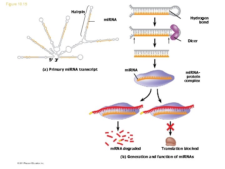 Figure 18. 15 Hairpin Hydrogen bond mi. RNA Dicer 5 3 (a) Primary mi.