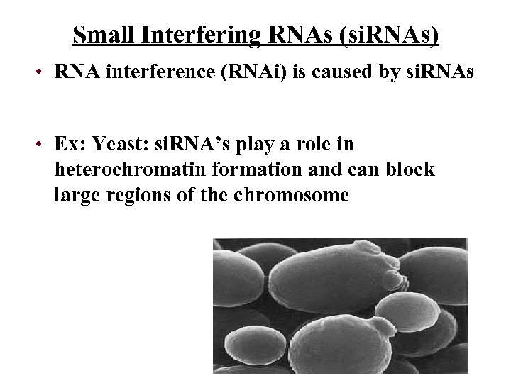 Small Interfering RNAs (si. RNAs) • RNA interference (RNAi) is caused by si. RNAs