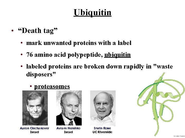 Ubiquitin • “Death tag” • mark unwanted proteins with a label • 76 amino