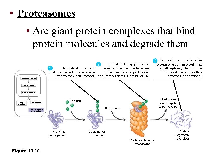  • Proteasomes • Are giant protein complexes that bind protein molecules and degrade