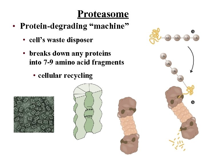 Proteasome • Protein-degrading “machine” • cell’s waste disposer • breaks down any proteins into