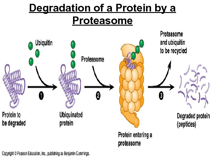 Degradation of a Protein by a Proteasome 