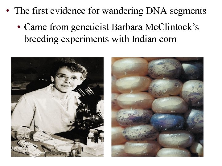  • The first evidence for wandering DNA segments • Came from geneticist Barbara