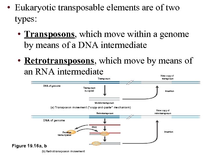  • Eukaryotic transposable elements are of two types: • Transposons, which move within