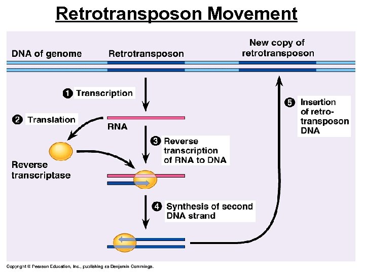 Retrotransposon Movement 