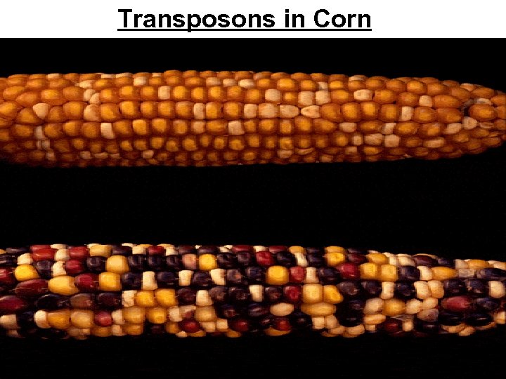 Transposons in Corn 