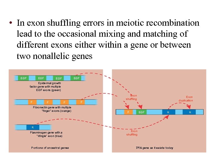  • In exon shuffling errors in meiotic recombination lead to the occasional mixing