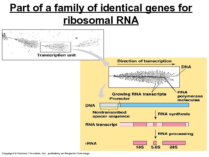 Part of a family of identical genes for ribosomal RNA 