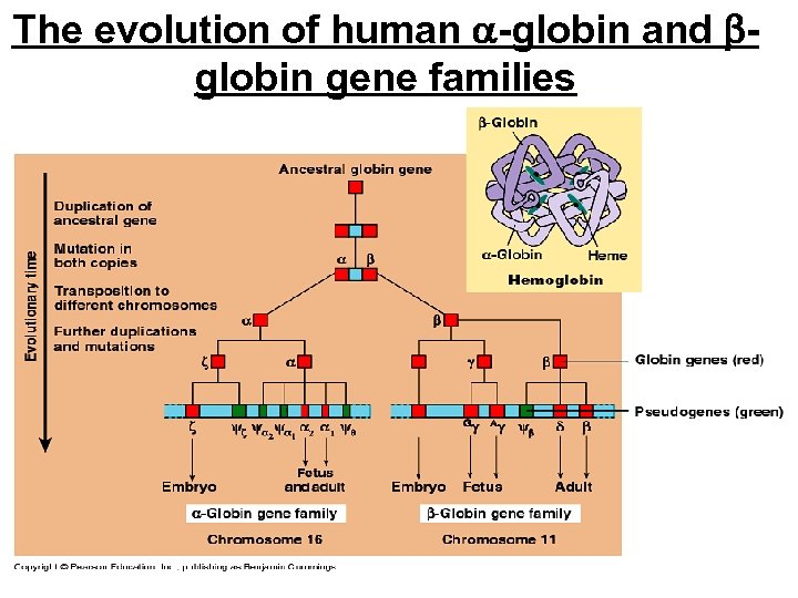 The evolution of human -globin and globin gene families 