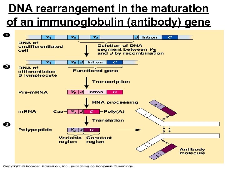 DNA rearrangement in the maturation of an immunoglobulin (antibody) gene 