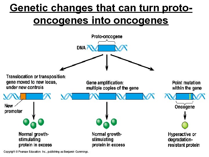 Genetic changes that can turn protooncogenes into oncogenes 