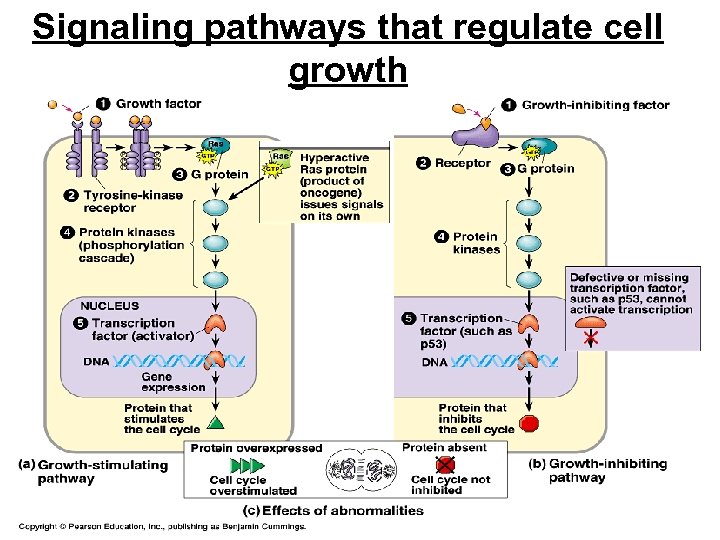 Signaling pathways that regulate cell growth 