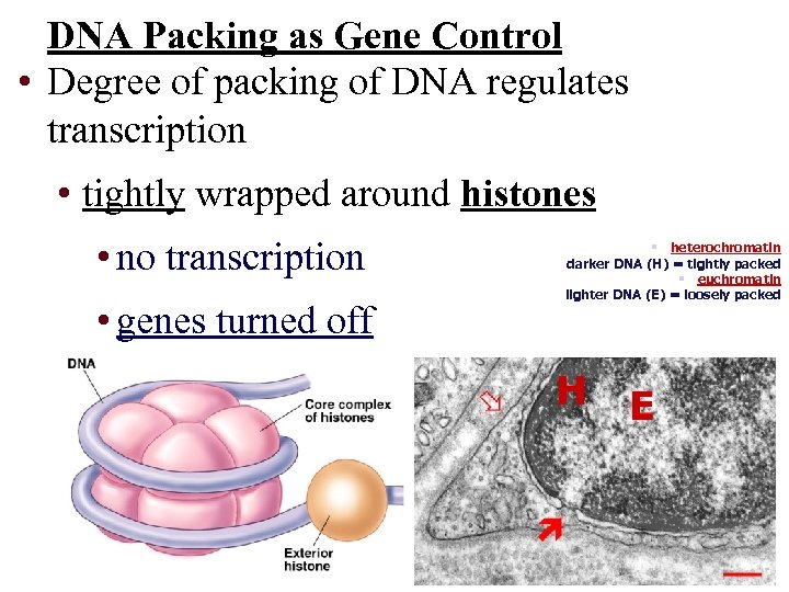 DNA Packing as Gene Control • Degree of packing of DNA regulates transcription •