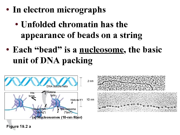  • In electron micrographs • Unfolded chromatin has the appearance of beads on