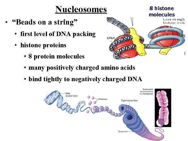 Nucleosomes • “Beads on a string” • first level of DNA packing • histone