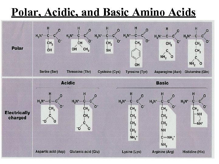 Polar, Acidic, and Basic Amino Acids 