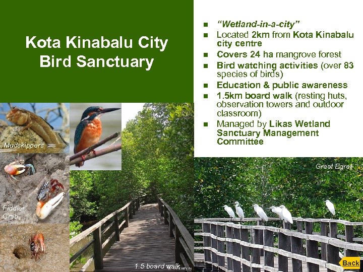 n Kota Kinabalu City Bird Sanctuary n n n Mudskippers “Wetland-in-a-city” Located 2 km