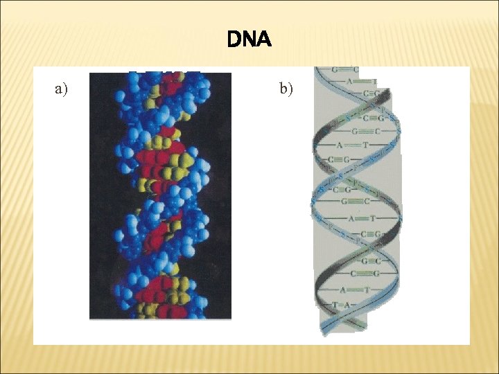 DNA a) b) 