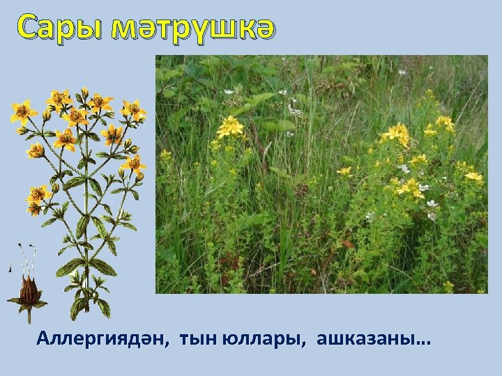 Сары мәтрүшкә Аллергиядән, тын юллары, ашказаны… 