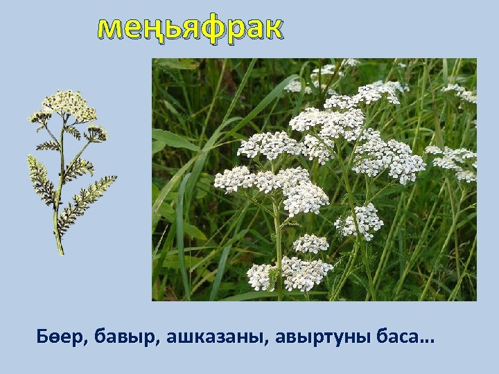 меңьяфрак Бөер, бавыр, ашказаны, авыртуны баса… 
