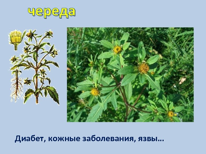 череда Диабет, кожные заболевания, язвы… 