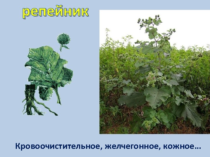 репейник Кровоочистительное, желчегонное, кожное… 