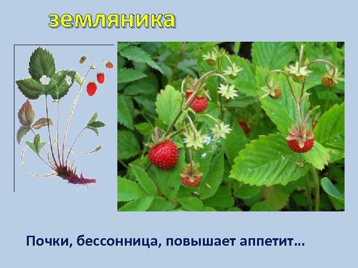 земляника Почки, бессонница, повышает аппетит… 