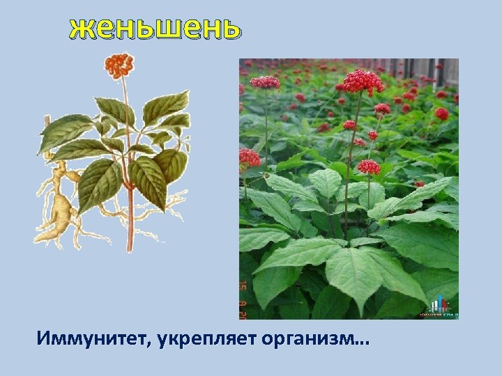 женьшень Иммунитет, укрепляет организм… 