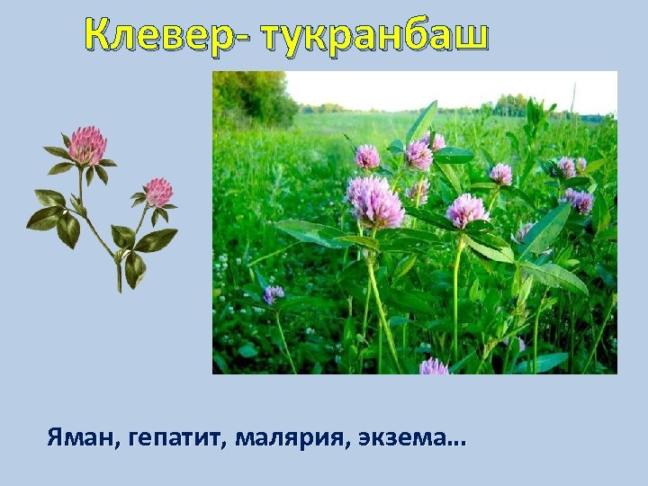 Clover перевод. Клевер с подписью. Лекарственные растения на татарском языке. Тукранбаш. Тукранбаш фото.