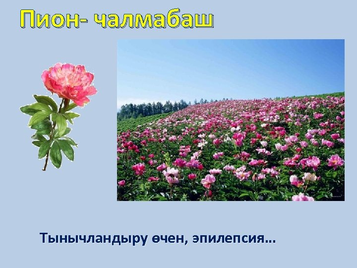 Пион- чалмабаш Тынычландыру өчен, эпилепсия… 