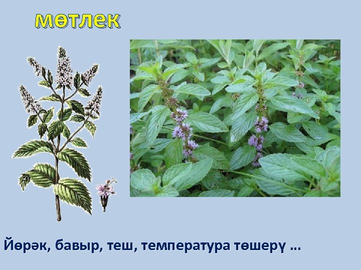 мөтлек Йөрәк, бавыр, теш, температура төшерү … 